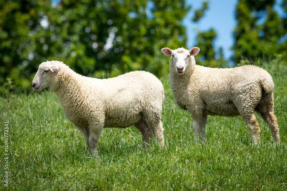 pair of lambs in lush green grassy field pair of lambs in lush green grassy field
