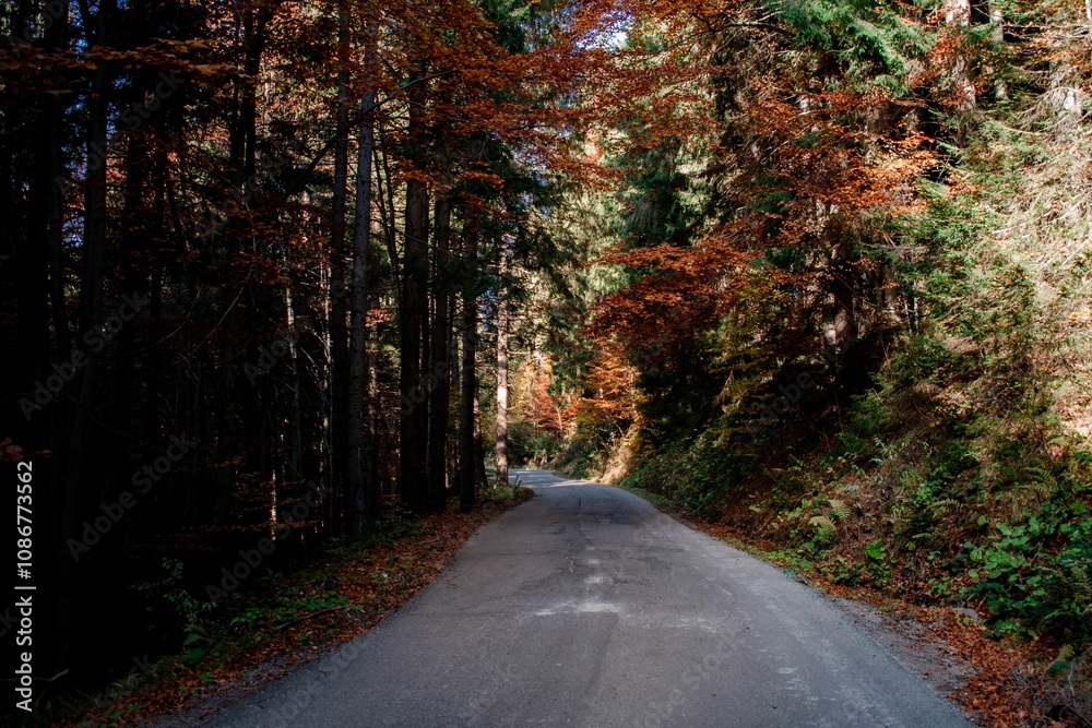 Naklejka premium Forest Road with Autumn Foliage