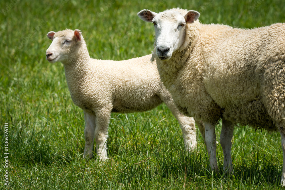 mother sheep and her lambs in lush green grassy field mother sheep and her lambs in lush green grassy field