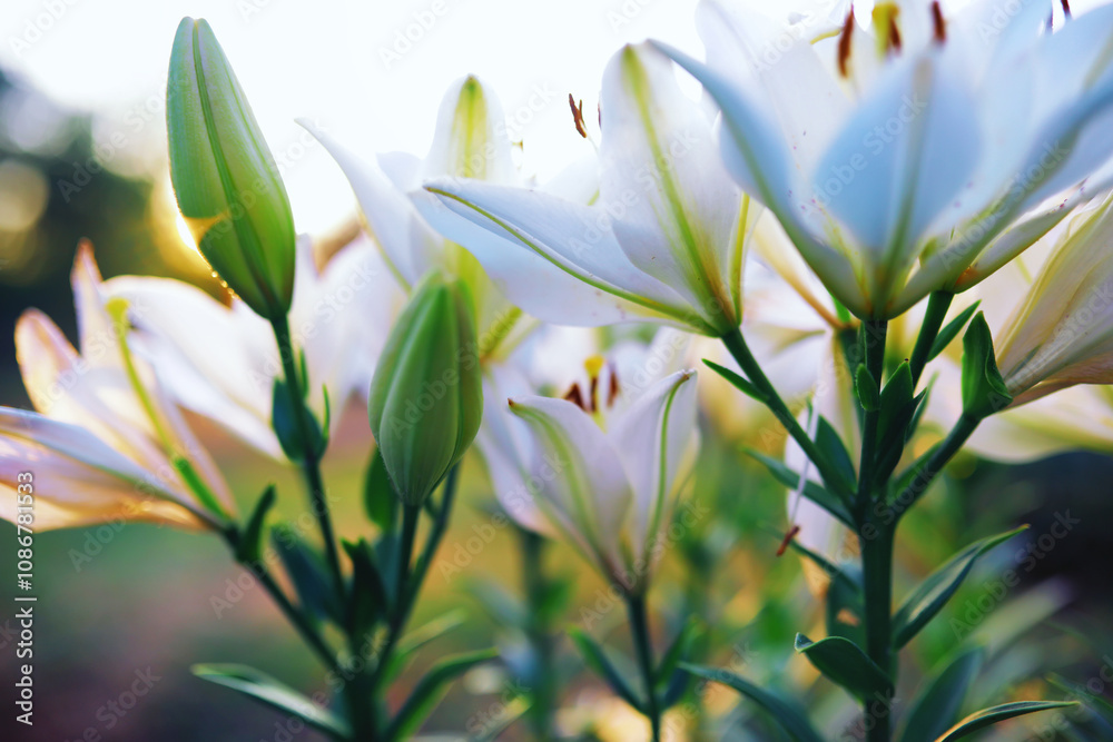 Obraz premium Plants and flowers macro. Detail of petals and leaves at sunset. Natural nature background.