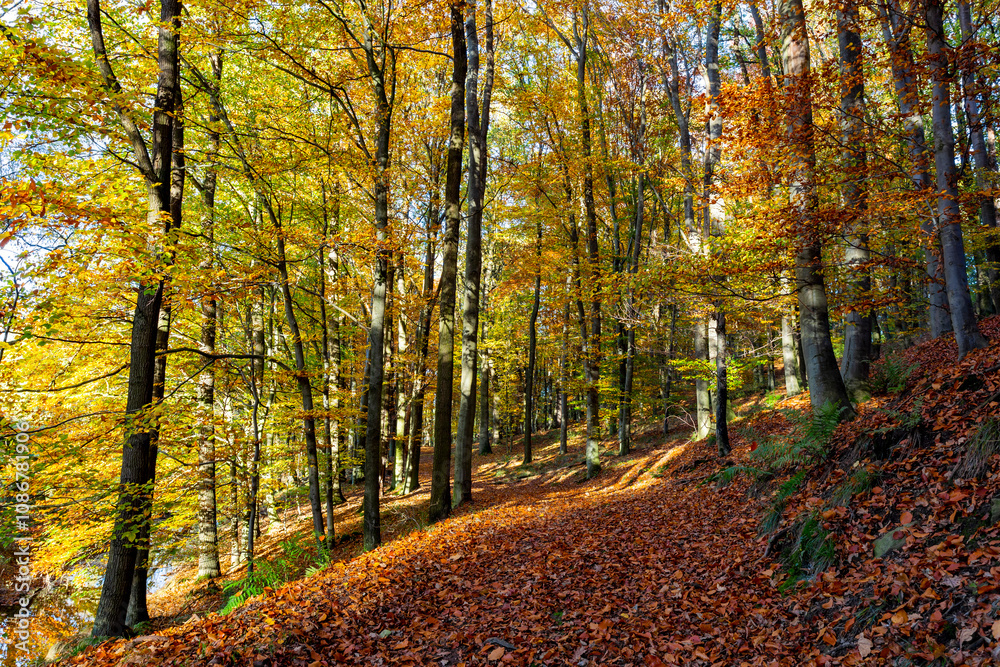 A path through a beech grove on a bright autumn day. A path through a beech grove on a bright autumn day.