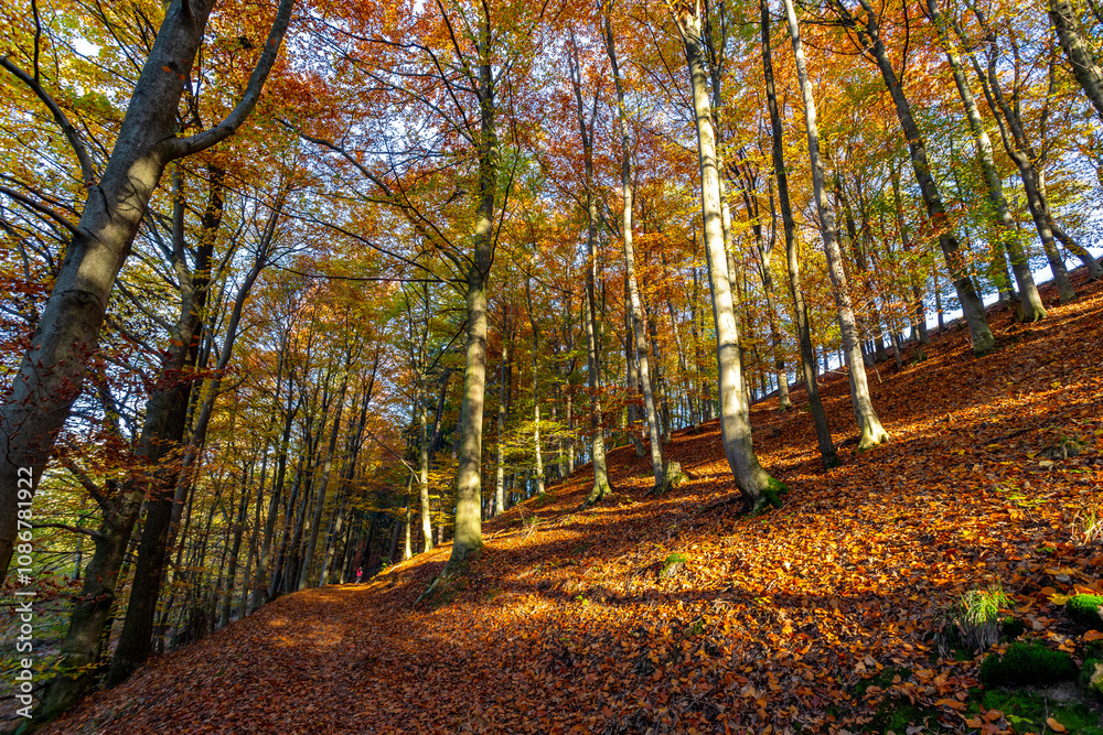 A path through a beech grove on a bright autumn day.