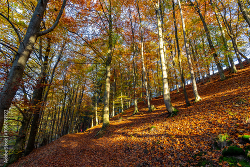 Obraz na płótnie A path through a beech grove on a bright autumn day. w salonie
