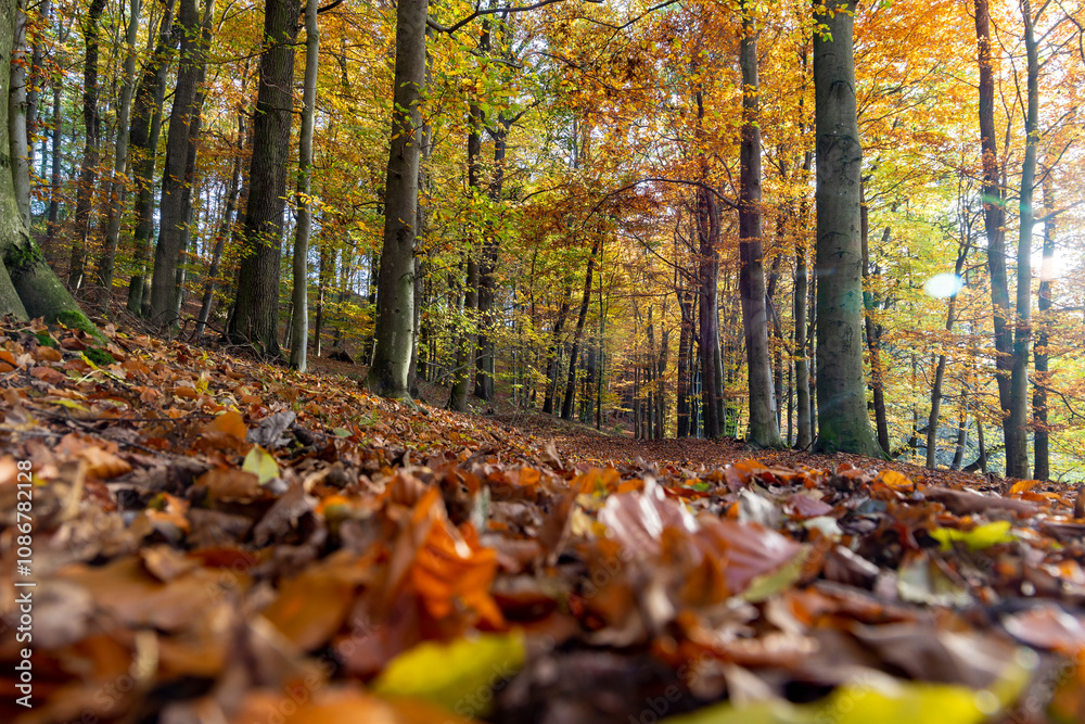 A path through a beech grove on a bright autumn day. A path through a beech grove on a bright autumn day.