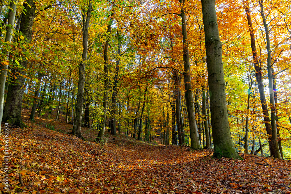 A path through a beech grove on a bright autumn day.