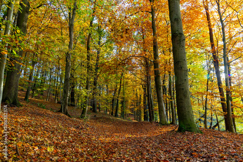 A path through a beech grove on a bright autumn day.