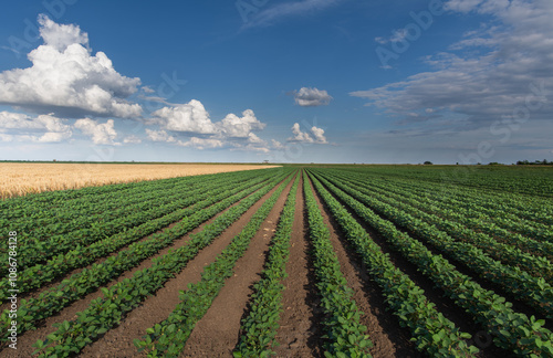 Soybean field with rows of soya bean plants