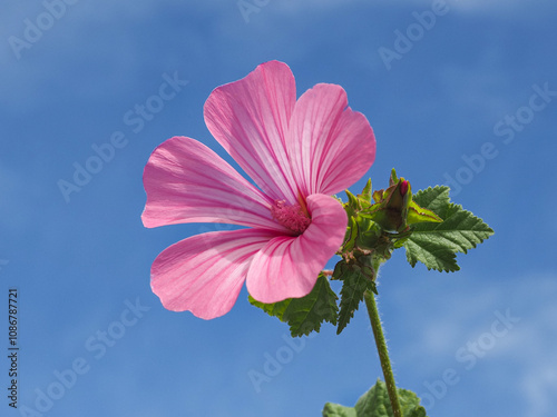 Lavatera trimestris or wild Mallow, pink blossom with bright veins, against blue sky, close up. Malva Sylvestris or rose Hollyhock flower is herbaceous flowering plant in the family of Malvaceae. photo