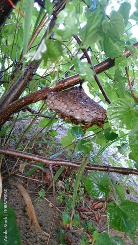 380)Paper wasp nest in the bushes(Photo taken at 18:16 on august 23, 2015) Polistes