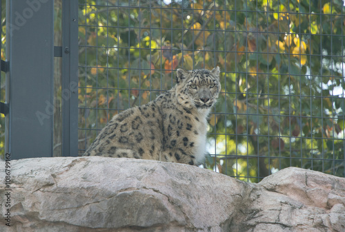 円山動物園で撮影した岩の上にいるユキヒョウ