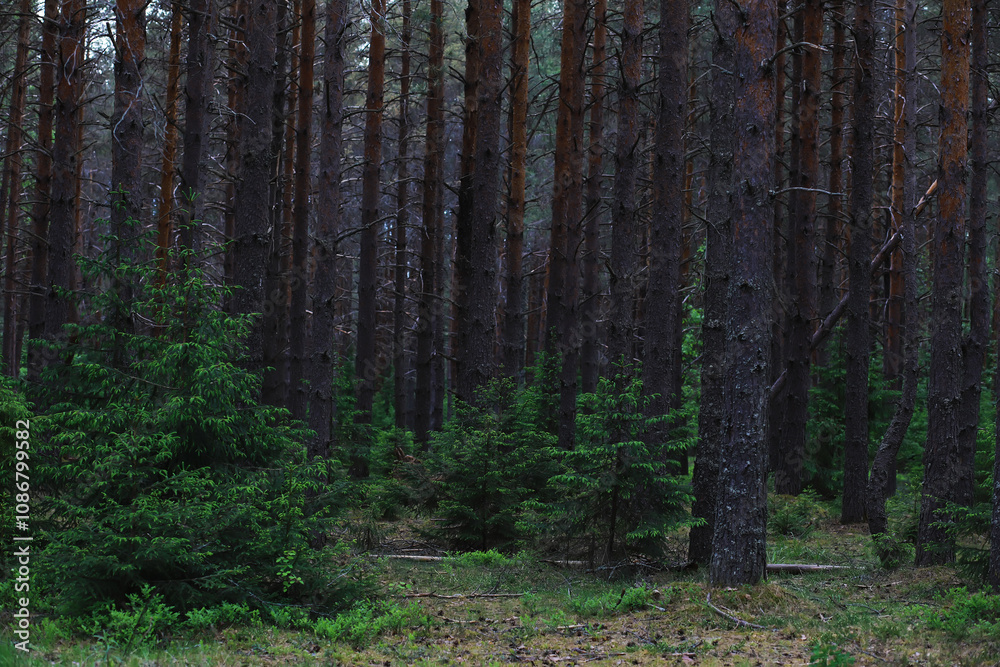 Obraz premium Fir branches with cones. Pinery. Trees in the forest. Glare of the sun.