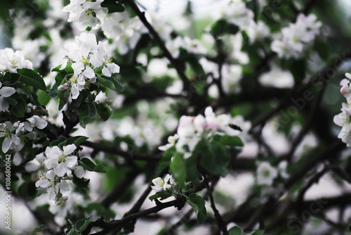 White flower on the tree. Apple and cherry blossoms. Spring flowering.