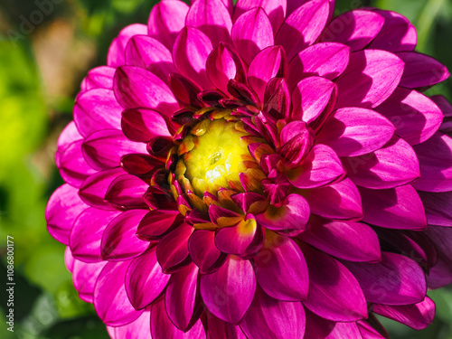 Decorative dahlia, beautiful double magenta-purple flower, close up. Dahlia is bushy, tuberous, herbaceous perennial dicotyledonous flowering plant of the family Asteraceae, Compositae, Coreopsideae. photo