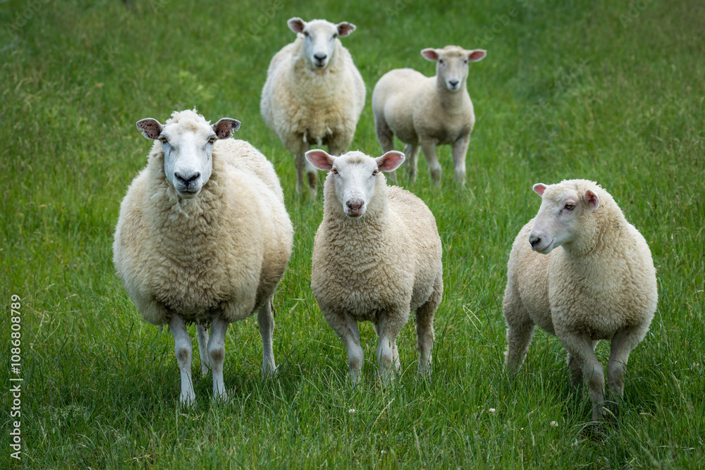 mother sheep and her lambs in lush green grassy field mother sheep and her lambs in lush green grassy field