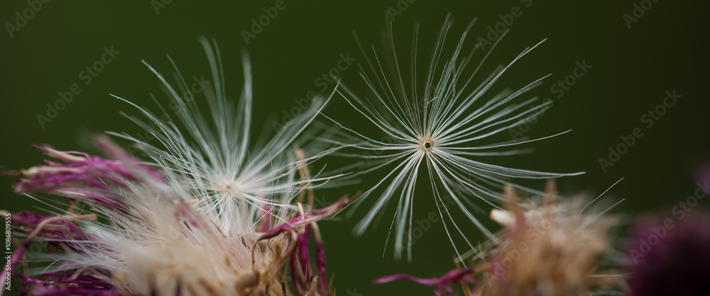 NATURE - A pappus of blooming thistle in a forest clearing NATURE - A pappus of blooming thistle in a forest clearing