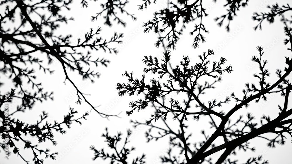Fototapeta premium Silhouettes of Delicate Branches Against a White Background, Creating an Abstract Pattern of Nature's Intertwining Forms