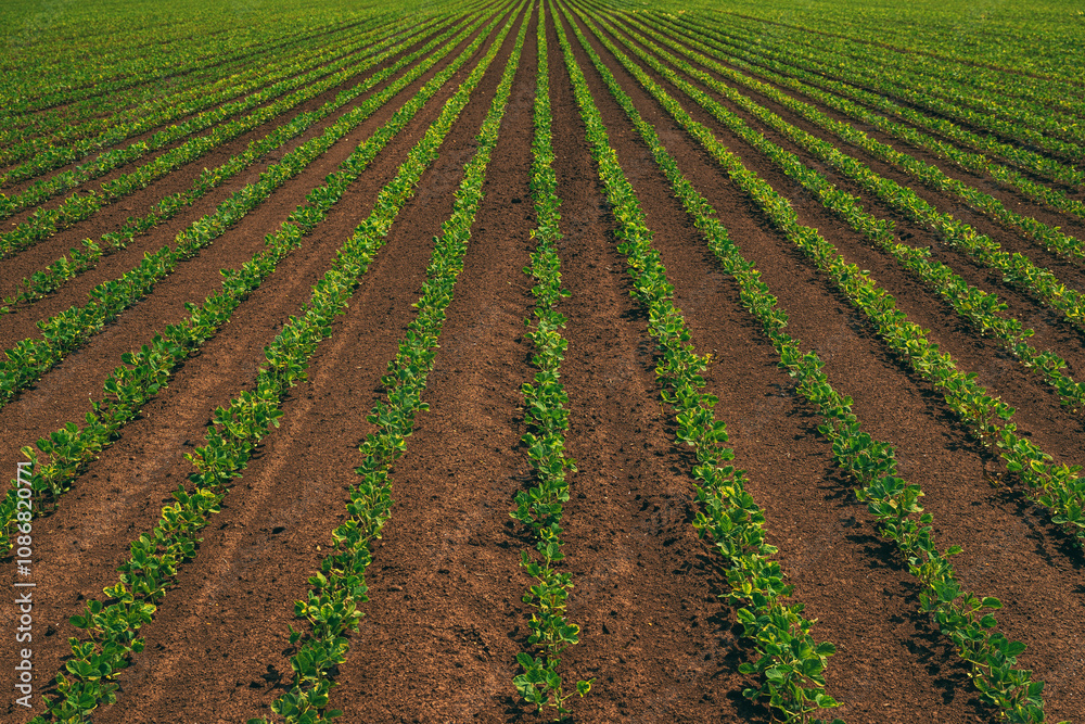 Cultivated soybean field in diminishing perspective Cultivated soybean field in diminishing perspective
