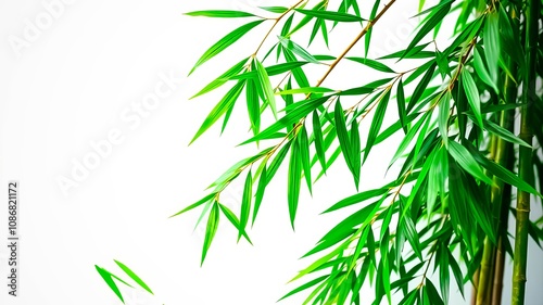 A vibrant and lush display of bamboo leaves, showcasing their natural beauty and graceful form, against a pristine white background.