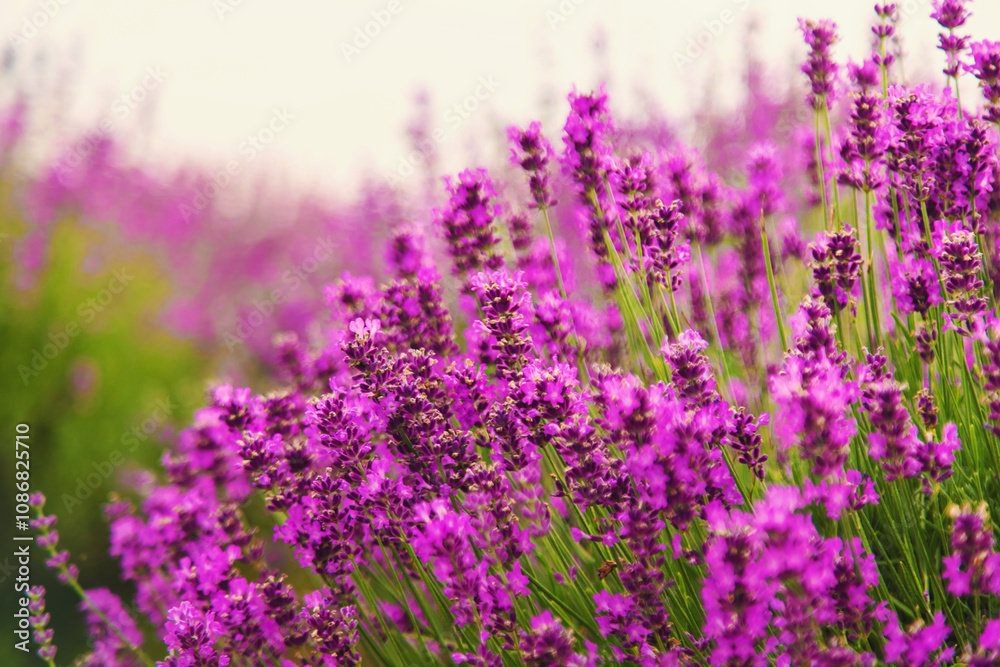 Fototapeta premium Lavender blooming in the field. Selective focus.