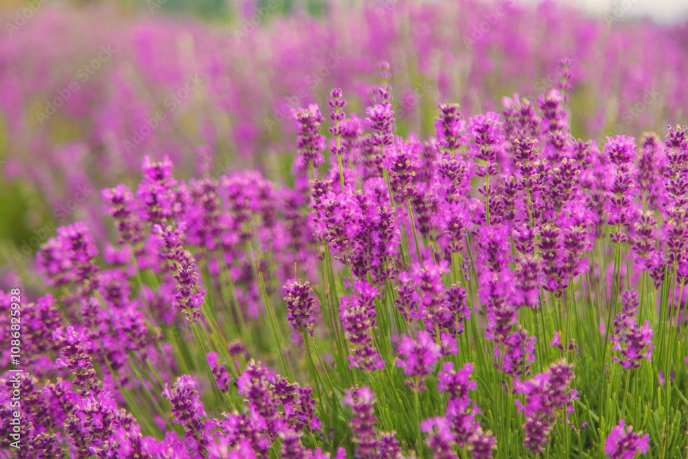 Lavender blooming in the field. Selective focus.