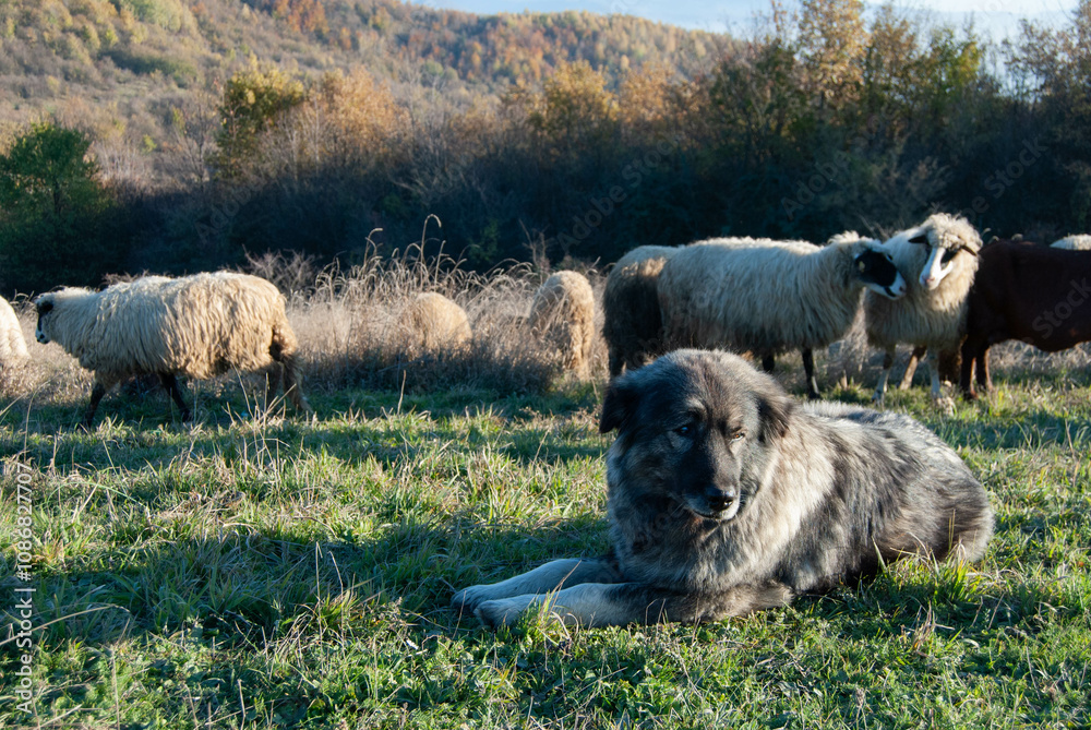 Loyal livestock guardian dog with sheep in a dry, mountainous landscape, perfect for pastoral themes. Loyal livestock guardian dog with sheep in a dry, mountainous landscape, perfect for pastoral themes.