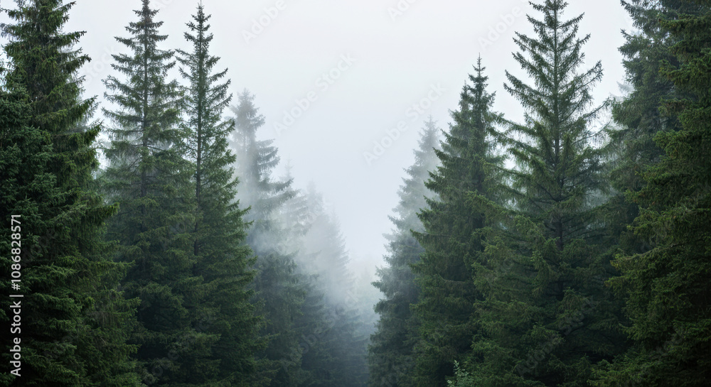 Majestic Misty Pine Forest Landscape with Towering Evergreen Trees