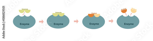 How enzyme work