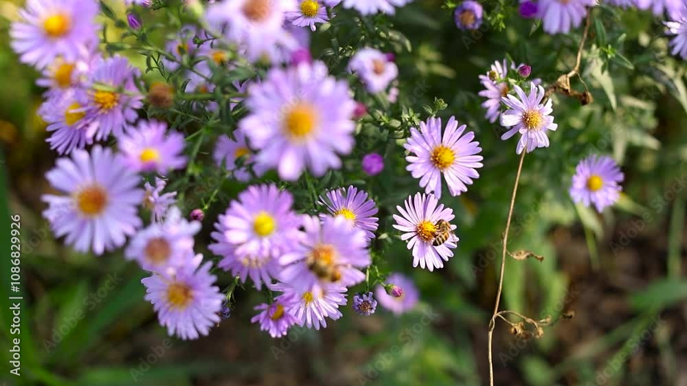 Bee collects pollen from purple flower. Bee collects pollen from purple flower.