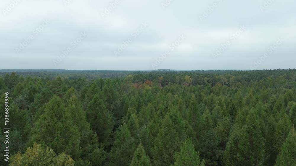 Beautiful fall foliage in autumn day Beautiful fall foliage in autumn day