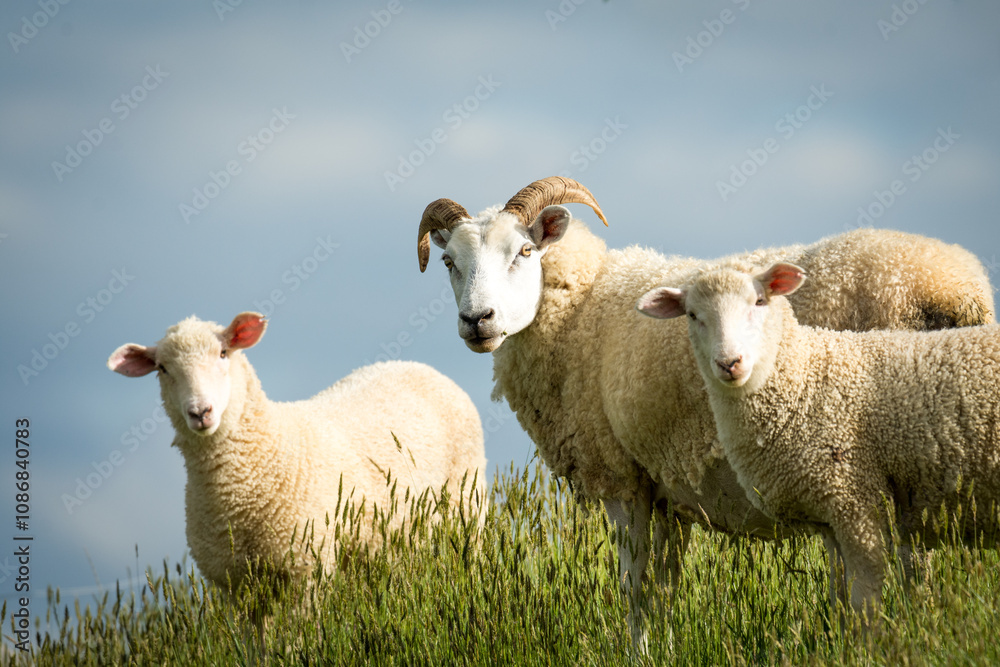 mother sheep and her lambs in lush green grassy field mother sheep and her lambs in lush green grassy field