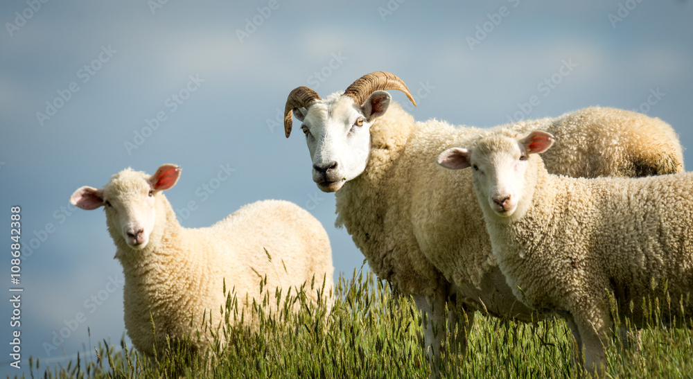 Obraz premium mother sheep and her lambs in lush green grassy field