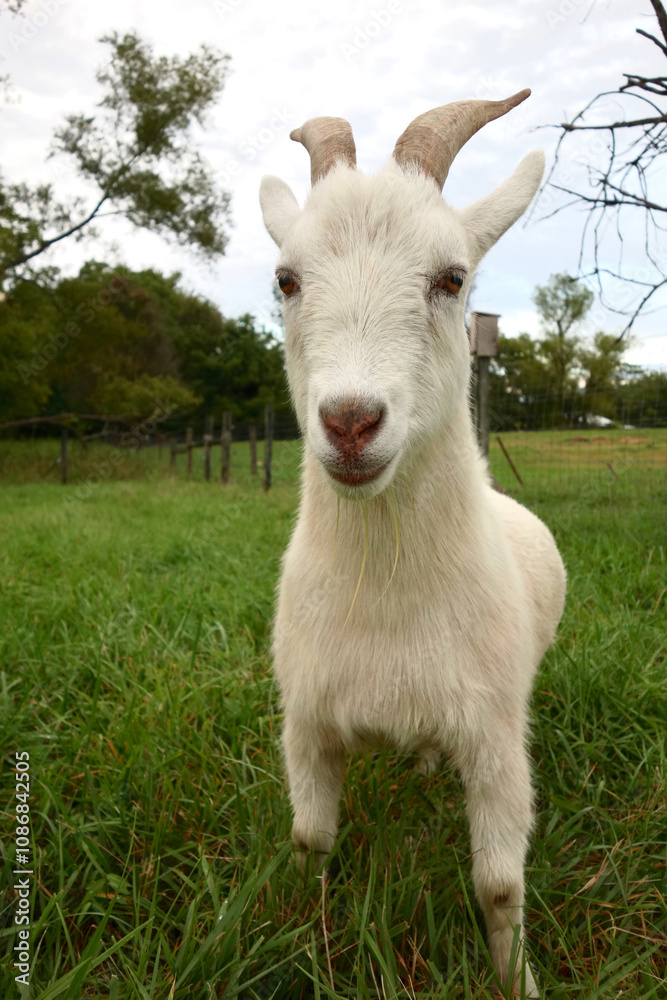 Fototapeta premium Goat in a field