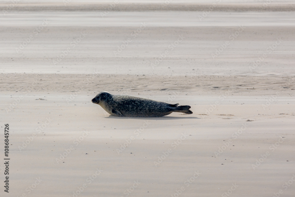 Obraz premium Seal in its natural habitat laying on the beach and dune in Dutch north sea coastline (Noordzee) The earless phocids or true seals are one of the three main groups of mammals, Pinnipedia, Netherlands.