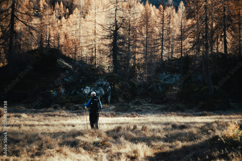 Hiker exploring a beautiful larches forest in the Northern Italy during an autumnal sunset Hiker exploring a beautiful larches forest in the Northern Italy during an autumnal sunset