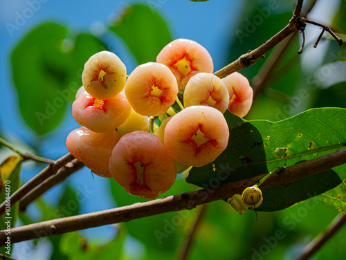 Water apples (syzygium fruit) has many benefits, including lowering blood sugar and cholesterol levels. photo