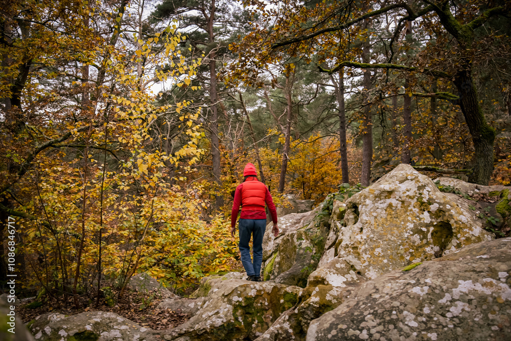 View on hiker in forest in autumn View on hiker in forest in autumn