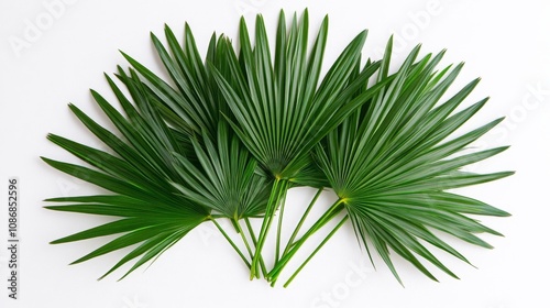 Tropical Fan Shape Leaves