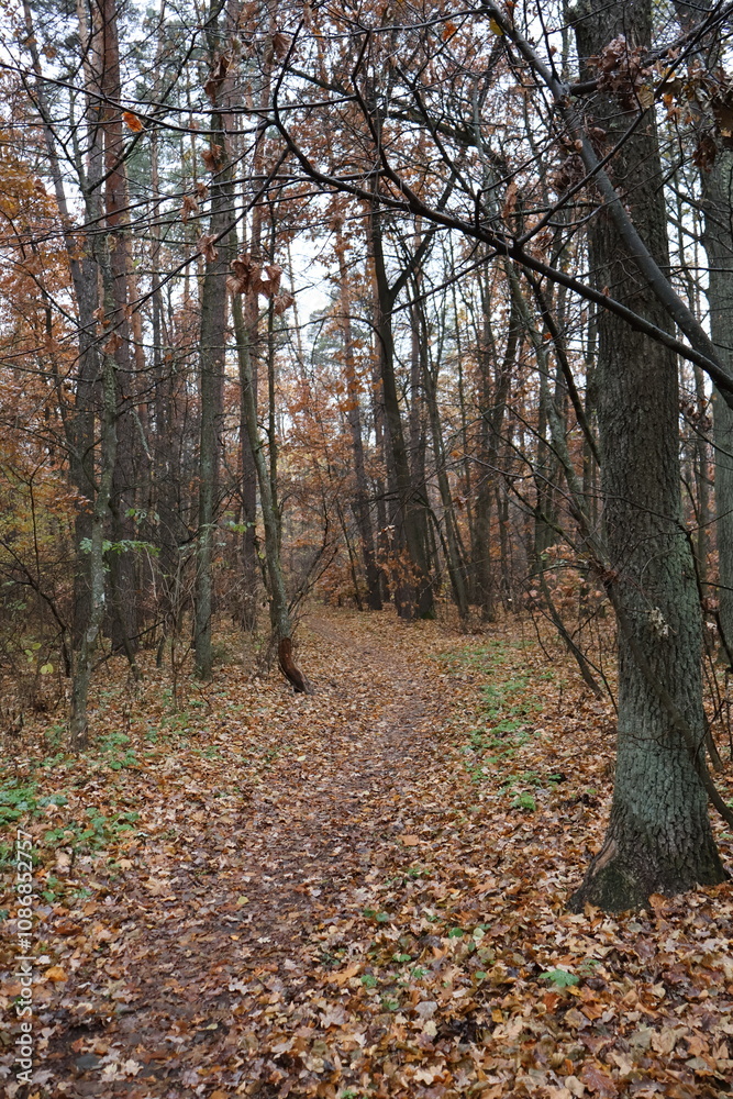 A romantic autumn walk along a magical road in the forest during a light rain. Picturesque yellow foliage on the trees. Beautiful and cozy. A romantic autumn walk along a magical road in the forest during a light rain. Picturesque yellow foliage on the trees. Beautiful and cozy.