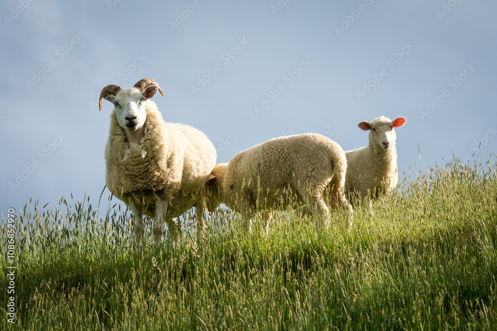 Obraz premium mother sheep and her lambs in lush green grassy field
