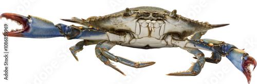 Invasive and aggressive blue crab in transparent background, used for many shellfish recipes