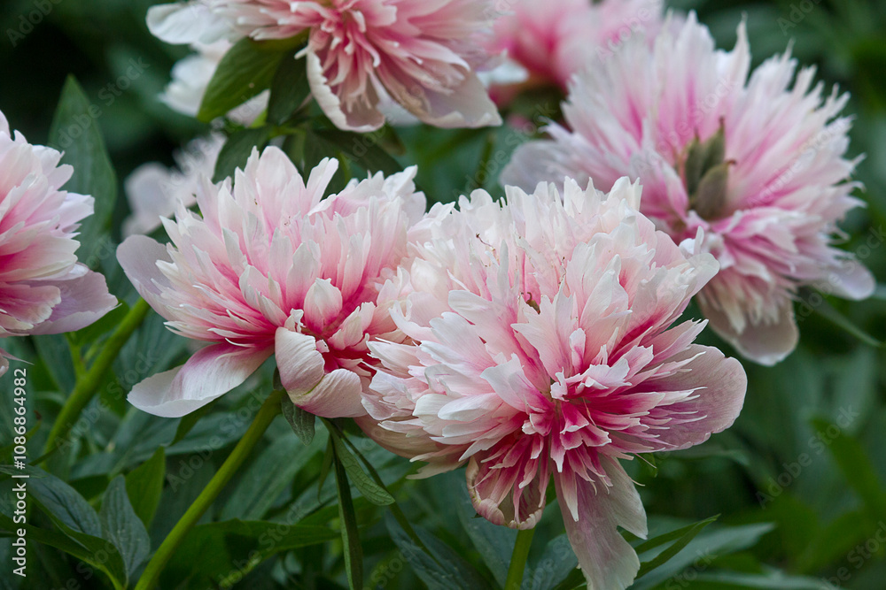 pink peony in close-up. A garden with blooming pink peonies of the Rosea Plena variety pink peony in close-up. A garden with blooming pink peonies of the Rosea Plena variety