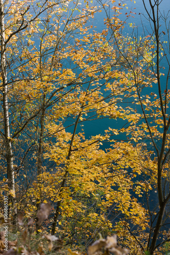 Autumn landscape trees with yellow foliage on the shore of the lake on the background of blue water