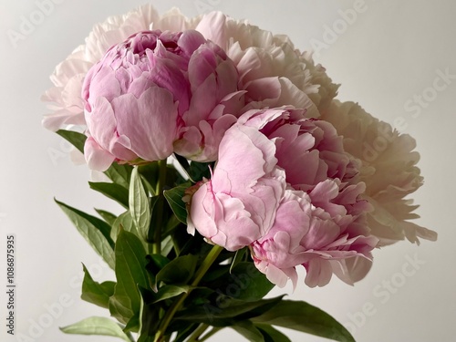 Bild auf Leinwand Fresh pink peonies on the white background