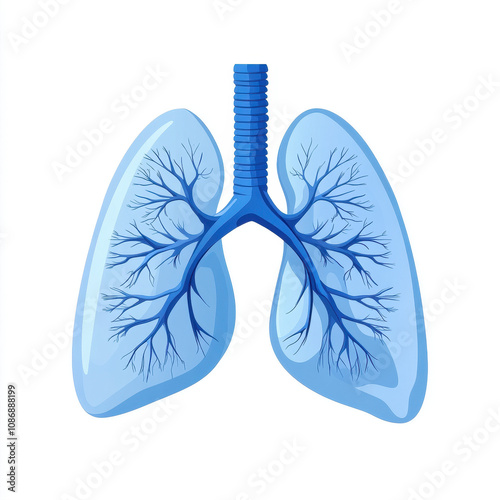 Illustration of the anatomy of the human lungs