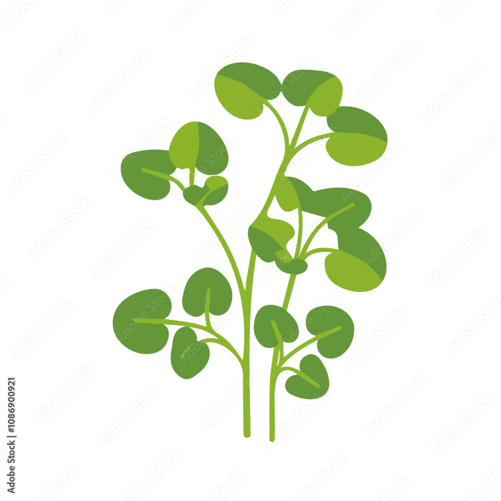 Simple flat 2D icon watercress isolated on a blue background, vector, flat design, animation design, vector, animation design, simple flat 2D icon, minimalist icon Simple flat 2D icon watercress isolated on a blue background, vector, flat design, animation design, vector, animation design, simple flat 2D icon, minimalist icon
