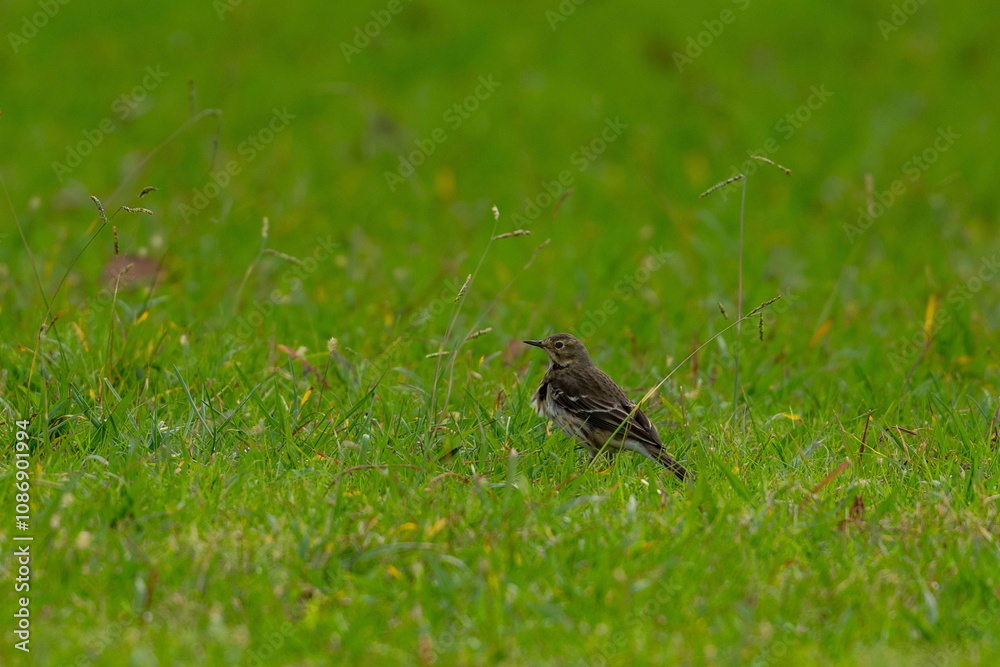 buff bellied pipit in a forest buff bellied pipit in a forest
