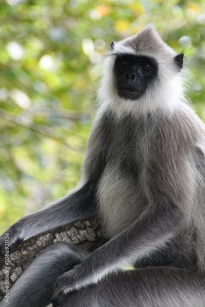 Obraz premium Northern Plains Grey Langar Monkey in Sri Lanka, Visit Sri Lanka. Grey Langur. Monkey Photography.