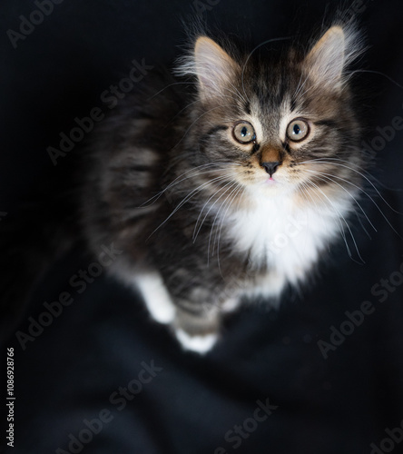 Sibirian cat photographed in front of black background