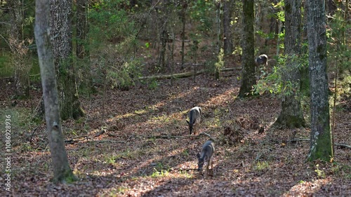 Three antlerless Whitetail deer foraging in the woods in autumn