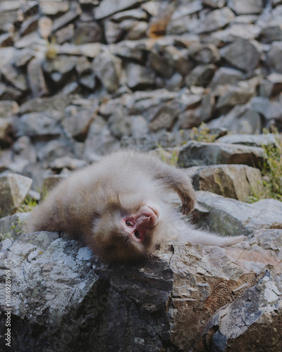 A snow monkey relaxing in a hot spring at Shibu Onsen, representing Japan’s unique wildlife and nature.